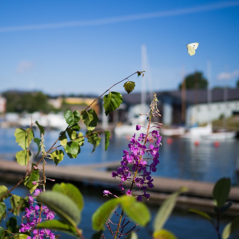 Suomenlinnan juhannus - Suomenlinnan viralliset sivut